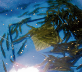 Nun schwimmt er – der «Zeglinger Zander»