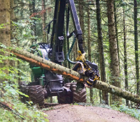 Aufräumen nach dem Borkenkäfer