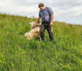 Hundegebell schreckt den Wolf ab