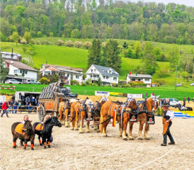 Über Wassergräben und Hürden zum Concours